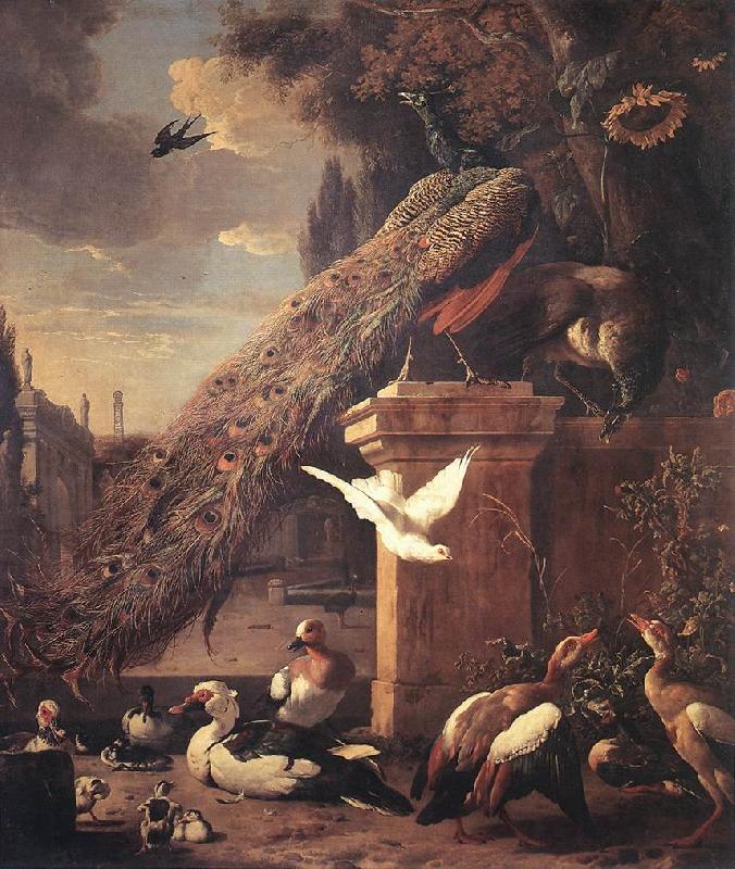 HONDECOETER, Melchior d Peacocks and Ducks sf Sweden oil painting art